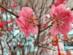 20022022_Lunar New Year Flowers_Peach Blossoms00024