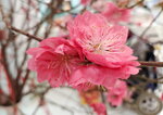 20022022_Lunar New Year Flowers_Peach Blossoms00025