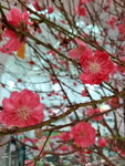 20022022_Lunar New Year Flowers_Peach Blossoms00026