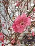 20022022_Lunar New Year Flowers_Peach Blossoms00027