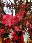 20022022_Lunar New Year Flowers_Peach Blossoms00028