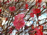 20022022_Lunar New Year Flowers_Peach Blossoms00029