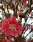 20022022_Lunar New Year Flowers_Peach Blossoms00030
