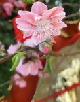 20022022_Lunar New Year Flowers_Peach Blossoms00031