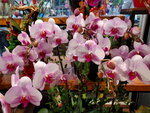 31012022_Lunar New Year Flowers at  Flower Market Street00032