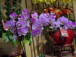 31012022_Lunar New Year Flowers at  Flower Market Street00038