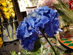 31012022_Lunar New Year Flowers at  Flower Market Street00055