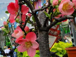 31012022_Lunar New Year Flowers at  Flower Market Street00064