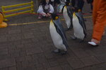 05112022_Nikon D800_23rd Round to Hokkaido_Noboribetsu Nixe Marine Park_King Penguin Parade00003