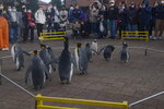 05112022_Nikon D800_23rd Round to Hokkaido_Noboribetsu Nixe Marine Park_King Penguin Parade00005