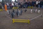 05112022_Nikon D800_23rd Round to Hokkaido_Noboribetsu Nixe Marine Park_King Penguin Parade00008