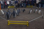 05112022_Nikon D800_23rd Round to Hokkaido_Noboribetsu Nixe Marine Park_King Penguin Parade00009
