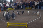 05112022_Nikon D800_23rd Round to Hokkaido_Noboribetsu Nixe Marine Park_King Penguin Parade00010
