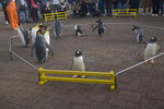 05112022_Nikon D800_23rd Round to Hokkaido_Noboribetsu Nixe Marine Park_King Penguin Parade00011