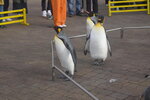 05112022_Nikon D800_23rd Round to Hokkaido_Noboribetsu Nixe Marine Park_King Penguin Parade00025