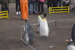 05112022_Nikon D800_23rd Round to Hokkaido_Noboribetsu Nixe Marine Park_King Penguin Parade00026