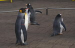 05112022_Nikon D800_23rd Round to Hokkaido_Noboribetsu Nixe Marine Park_King Penguin Parade00027
