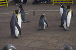 05112022_Nikon D800_23rd Round to Hokkaido_Noboribetsu Nixe Marine Park_King Penguin Parade00028