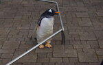 05112022_Nikon D800_23rd Round to Hokkaido_Noboribetsu Nixe Marine Park_King Penguin Parade00030