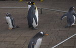 05112022_Nikon D800_23rd Round to Hokkaido_Noboribetsu Nixe Marine Park_King Penguin Parade00032
