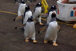 05112022_Nikon D800_23rd Round to Hokkaido_Noboribetsu Nixe Marine Park_King Penguin Parade00033