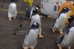 05112022_Nikon D800_23rd Round to Hokkaido_Noboribetsu Nixe Marine Park_King Penguin Parade00034