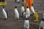 05112022_Nikon D800_23rd Round to Hokkaido_Noboribetsu Nixe Marine Park_King Penguin Parade00035