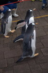 05112022_Nikon D800_23rd Round to Hokkaido_Noboribetsu Nixe Marine Park_King Penguin Parade00036