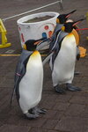 05112022_Nikon D800_23rd Round to Hokkaido_Noboribetsu Nixe Marine Park_King Penguin Parade00038