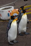 05112022_Nikon D800_23rd Round to Hokkaido_Noboribetsu Nixe Marine Park_King Penguin Parade00039