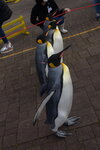 05112022_Nikon D800_23rd Round to Hokkaido_Noboribetsu Nixe Marine Park_King Penguin Parade00040