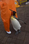 05112022_Nikon D800_23rd Round to Hokkaido_Noboribetsu Nixe Marine Park_King Penguin Parade00041