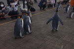 05112022_Nikon D800_23rd Round to Hokkaido_Noboribetsu Nixe Marine Park_King Penguin Parade00042