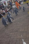 05112022_Nikon D800_23rd Round to Hokkaido_Noboribetsu Nixe Marine Park_King Penguin Parade00043