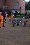 05112022_Nikon D800_23rd Round to Hokkaido_Noboribetsu Nixe Marine Park_King Penguin Parade00048