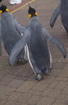 05112022_Nikon D800_23rd Round to Hokkaido_Noboribetsu Nixe Marine Park_King Penguin Parade00053