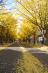 07112022_Nikon D800_23rd Round to Hokkaido_Hokkaido University Golden Leaf00001