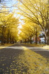 07112022_Nikon D800_23rd Round to Hokkaido_Hokkaido University Golden Leaf00002