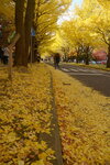 07112022_Nikon D800_23rd Round to Hokkaido_Hokkaido University Golden Leaf00003