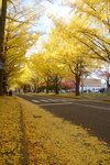 07112022_Nikon D800_23rd Round to Hokkaido_Hokkaido University Golden Leaf00004