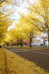 07112022_Nikon D800_23rd Round to Hokkaido_Hokkaido University Golden Leaf00005