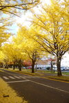 07112022_Nikon D800_23rd Round to Hokkaido_Hokkaido University Golden Leaf00006