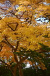 07112022_Nikon D800_23rd Round to Hokkaido_Hokkaido University Golden Leaf00008