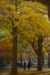 07112022_Nikon D800_23rd Round to Hokkaido_Hokkaido University Golden Leaf00009