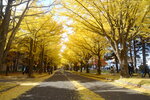 07112022_Nikon D800_23rd Round to Hokkaido_Hokkaido University Golden Leaf00010