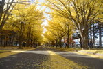 07112022_Nikon D800_23rd Round to Hokkaido_Hokkaido University Golden Leaf00011