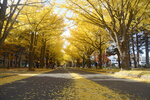 07112022_Nikon D800_23rd Round to Hokkaido_Hokkaido University Golden Leaf00012