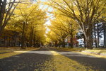 07112022_Nikon D800_23rd Round to Hokkaido_Hokkaido University Golden Leaf00013