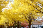 07112022_Nikon D800_23rd Round to Hokkaido_Hokkaido University Golden Leaf00016