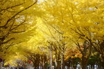 07112022_Nikon D800_23rd Round to Hokkaido_Hokkaido University Golden Leaf00017